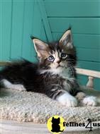 maine coon kitten posted by ScottishFoldUSA