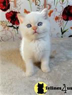 scottish fold kitten posted by ScottishFoldUSA
