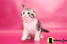 scottish fold kitten posted by ScottishFoldUSA
