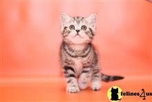 scottish fold kitten posted by ScottishFoldUSA