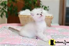 scottish fold kitten posted by ScottishFoldUSA