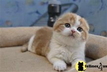 scottish fold kitten posted by ScottishFoldUSA