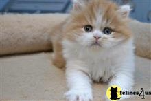 scottish fold kitten posted by ScottishFoldUSA