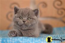 scottish fold kitten posted by ScottishFoldUSA
