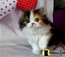 scottish fold kitten posted by ScottishFoldUSA