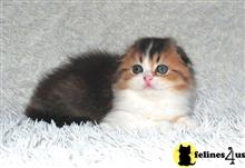 scottish fold kitten posted by ScottishFoldUSA