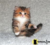 scottish fold kitten posted by ScottishFoldUSA