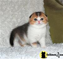 scottish fold kitten posted by ScottishFoldUSA