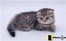 scottish fold kitten posted by ScottishFoldUSA