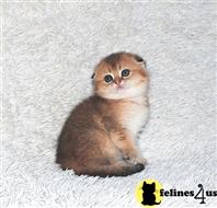 scottish fold kitten posted by ScottishFoldUSA