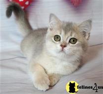 scottish fold kitten posted by ScottishFoldUSA