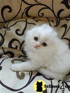 scottish fold kitten posted by ScottishFoldUSA