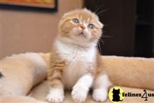 scottish fold kitten posted by ScottishFoldUSA