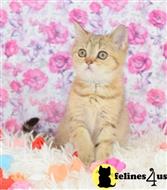 scottish fold kitten posted by ScottishFoldUSA