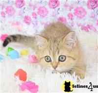 scottish fold kitten posted by ScottishFoldUSA