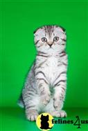scottish fold kitten posted by ScottishFoldUSA