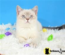 scottish fold kitten posted by ScottishFoldUSA