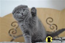scottish fold kitten posted by ScottishFoldUSA