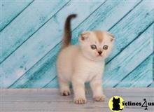 scottish fold kitten posted by ScottishFoldUSA