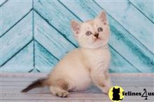 scottish fold kitten posted by ScottishFoldUSA