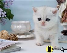 scottish fold kitten posted by ScottishFoldUSA
