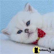scottish fold kitten posted by ScottishFoldUSA