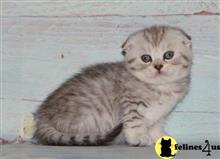 scottish fold kitten posted by ScottishFoldUSA