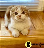 scottish fold kitten posted by ScottishFoldUSA