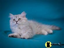 scottish fold kitten posted by ScottishFoldUSA