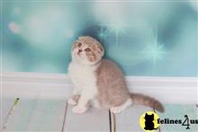 scottish fold kitten posted by ScottishFoldUSA