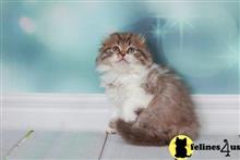 scottish fold kitten posted by ScottishFoldUSA