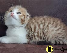 scottish fold kitten posted by ScottishFoldUSA