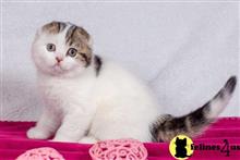 scottish fold kitten posted by ScottishFoldUSA