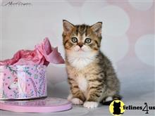 scottish fold kitten posted by ScottishFoldUSA