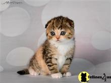 scottish fold kitten posted by ScottishFoldUSA