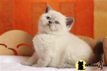 scottish fold kitten posted by ScottishFoldUSA