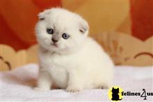 scottish fold kitten posted by ScottishFoldUSA