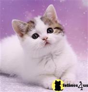 scottish fold kitten posted by ScottishFoldUSA