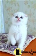 scottish fold kitten posted by ScottishFoldUSA