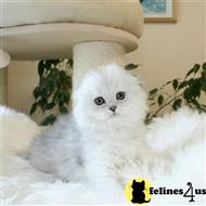scottish fold kitten posted by ScottishFoldUSA