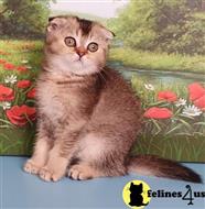 scottish fold kitten posted by ScottishFoldUSA