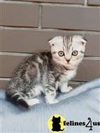 scottish fold kitten posted by ScottishFoldUSA