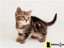 scottish fold kitten posted by ScottishFoldUSA