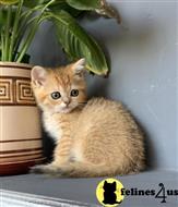 scottish fold kitten posted by ScottishFoldUSA