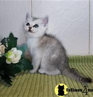 scottish fold kitten posted by ScottishFoldUSA