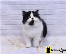 scottish fold kitten posted by ScottishFoldUSA