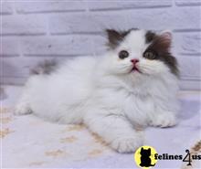 scottish fold kitten posted by ScottishFoldUSA