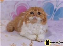 scottish fold kitten posted by ScottishFoldUSA