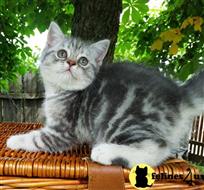 scottish fold kitten posted by ScottishFoldUSA