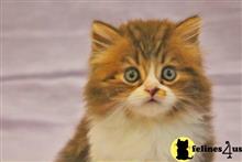 scottish fold kitten posted by ScottishFoldUSA